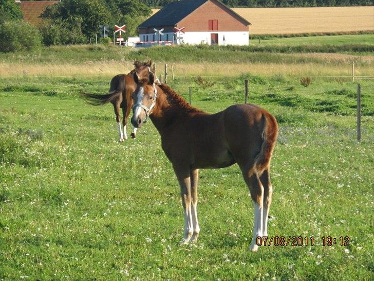 DSP Tikaniki´s Dresscode - Ca 3 mdr gammel og netop kommet hjem efter følskue billede 1