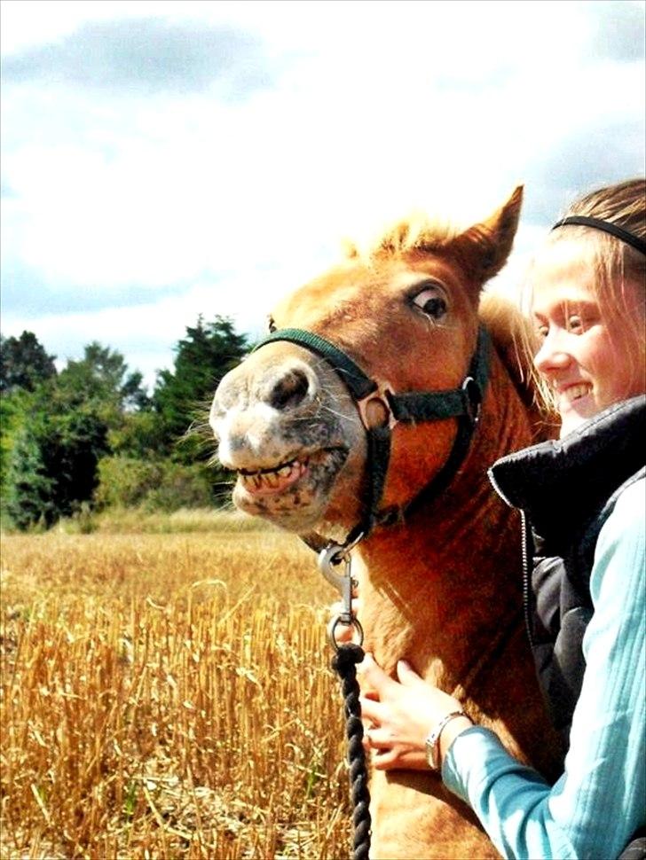 Shetlænder Cookie - Guldklumpen. - MIT STØRSTE SAVN! - En sand ven, kan altid få dig til at smile.  billede 18