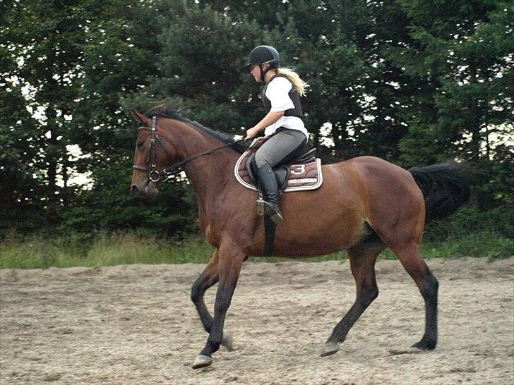 Trakehner BARCARDI ELMEGAARD  billede 12
