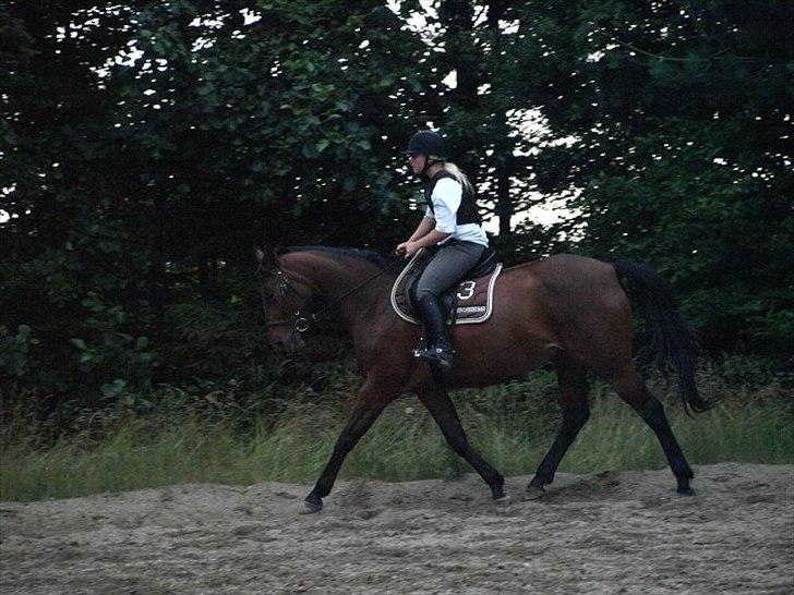 Trakehner BARCARDI ELMEGAARD  billede 14