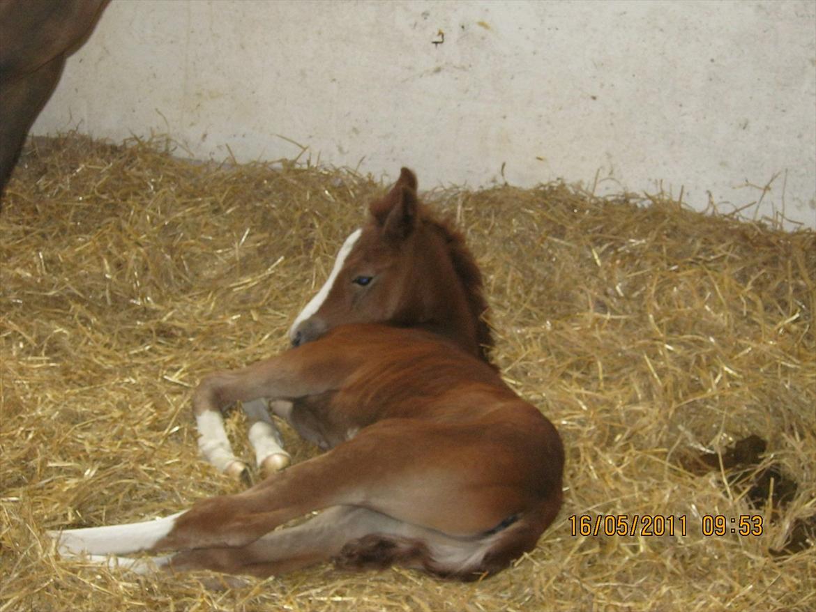 DSP Tikaniki´s Dresscode - Næsten 2 døgn gammel billede 2