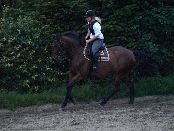 Trakehner BARCARDI ELMEGAARD  billede 15