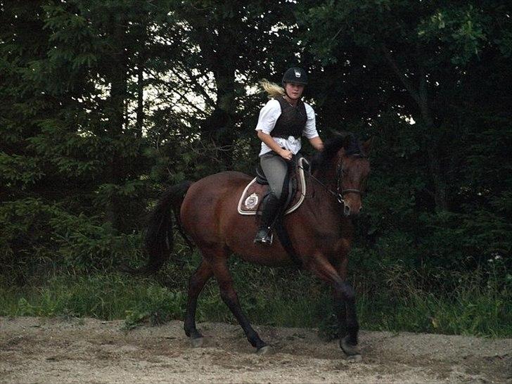 Trakehner BARCARDI ELMEGAARD  billede 16