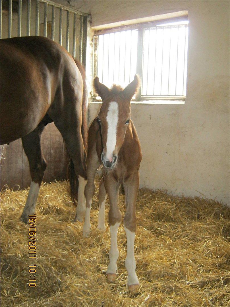 DSP Tikaniki´s Dresscode - Næsten 2 døgn gammel billede 3