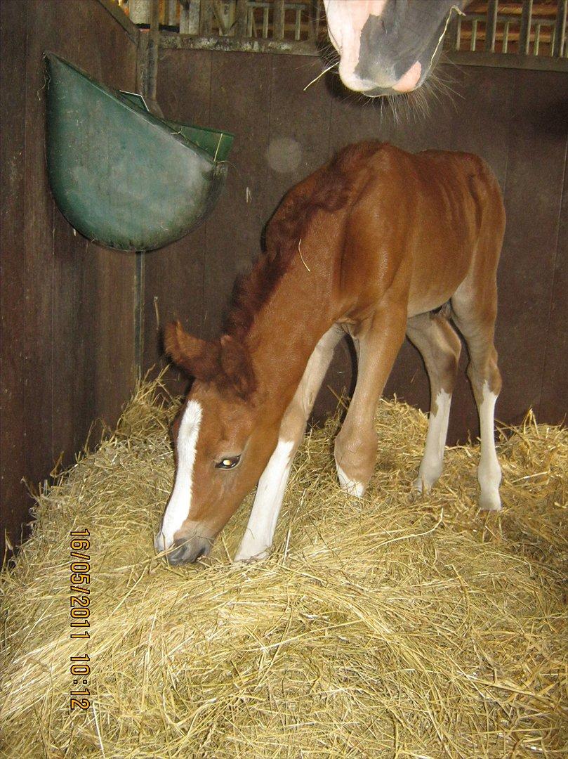 DSP Tikaniki´s Dresscode - Næsten 2 døgn gammel billede 4