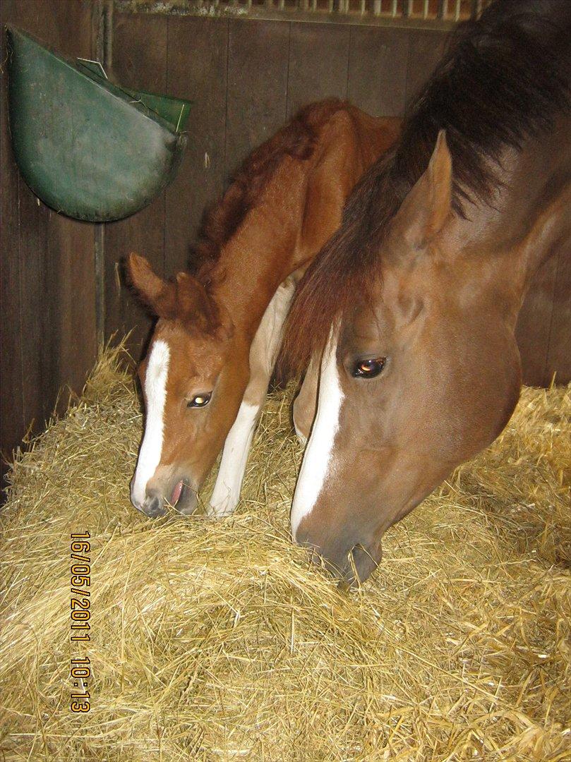 DSP Tikaniki´s Dresscode - Næsten 2 døgn gammel billede 5