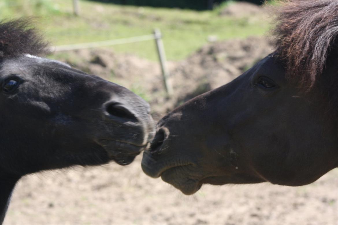 Islænder Geysir f Løkkegaard•Geyler• billede 3