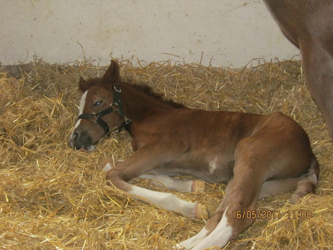 DSP Tikaniki´s Dresscode - En meget træt fyr på næsten 2 døgn billede 6