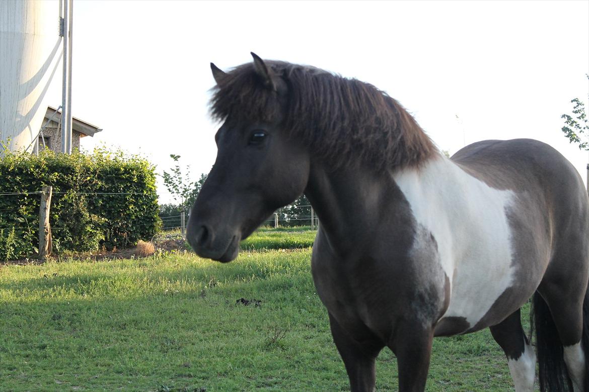 Islænder Geysir f Løkkegaard•Geyler• billede 2
