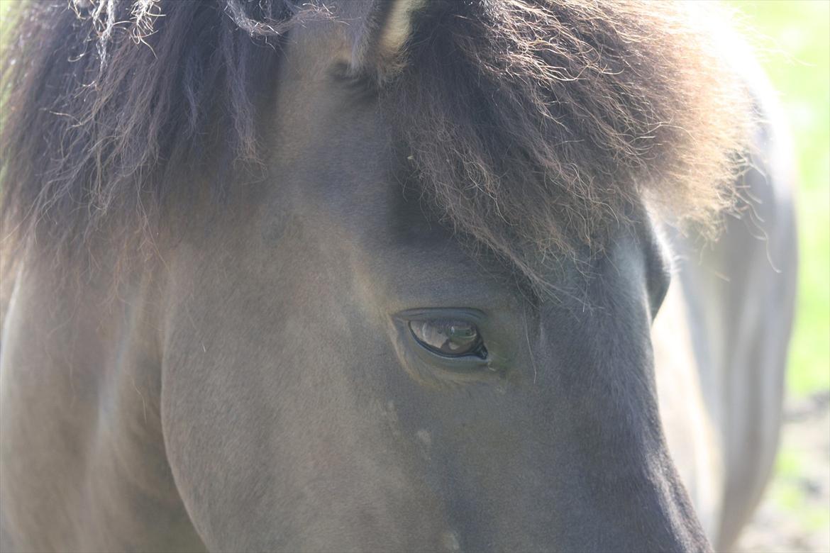 Islænder Geysir f Løkkegaard•Geyler• billede 1