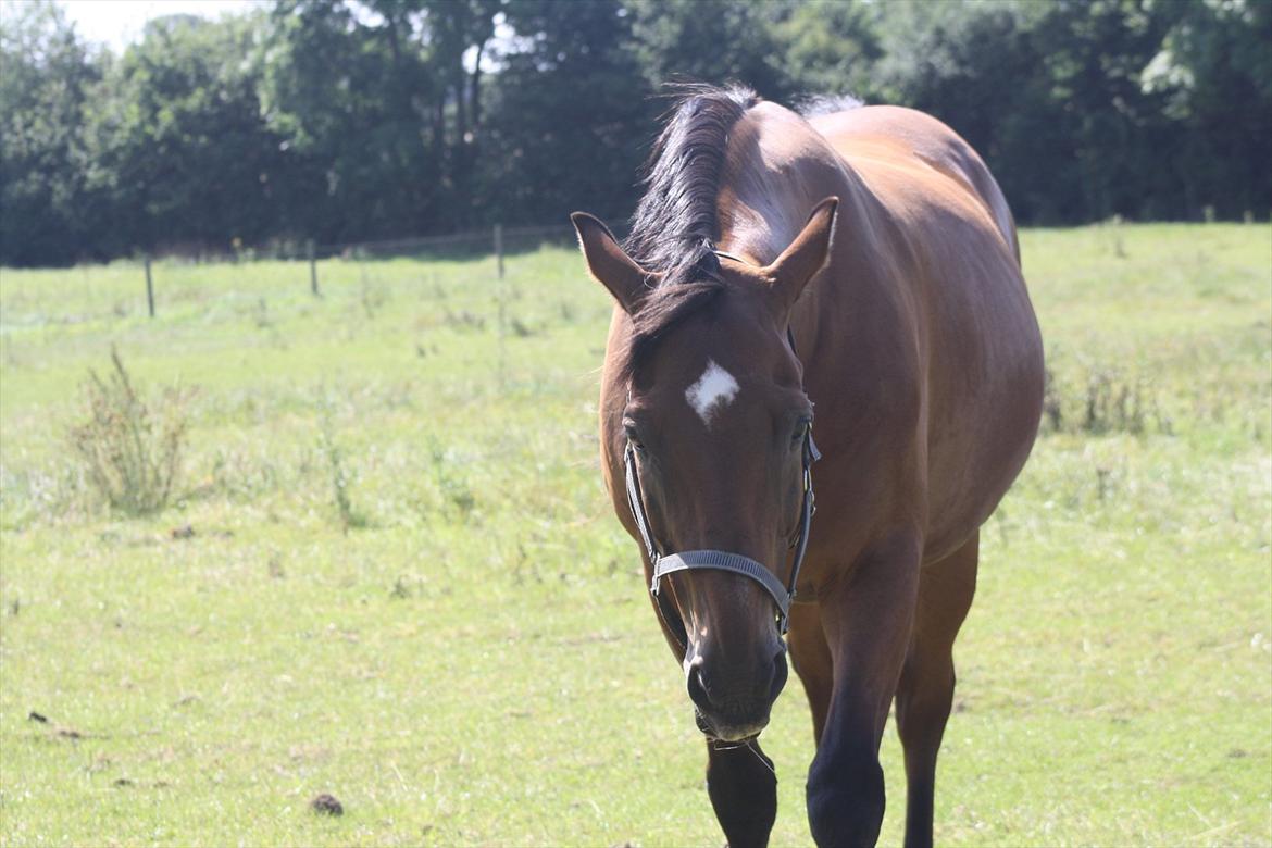 Dansk Varmblod Aladdin M.M •Ladde• billede 2