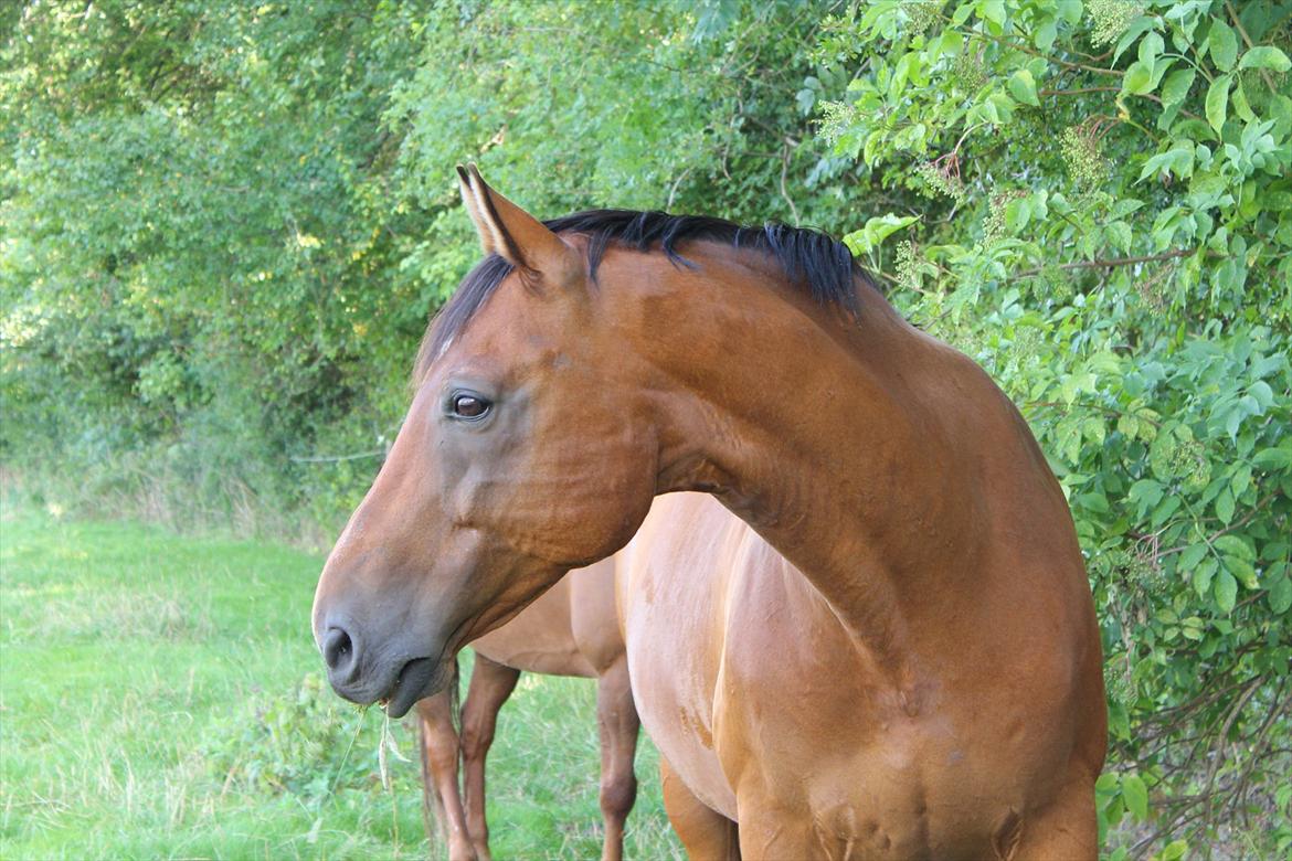 Dansk Varmblod Aladdin M.M •Ladde• billede 3