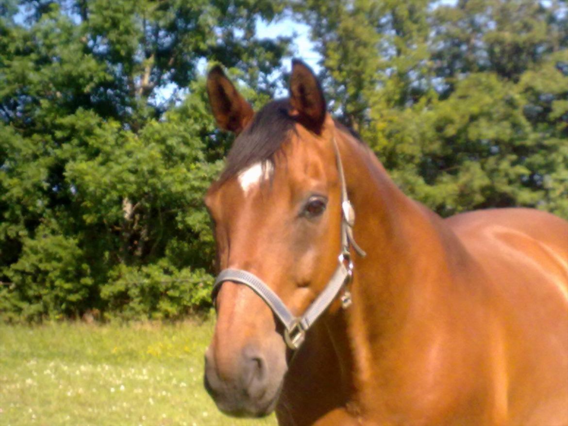 Dansk Varmblod Aladdin M.M •Ladde• billede 1