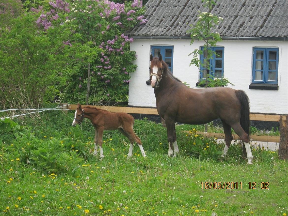 DSP Tikaniki´s Dresscode - På fold for anden gang billede 7