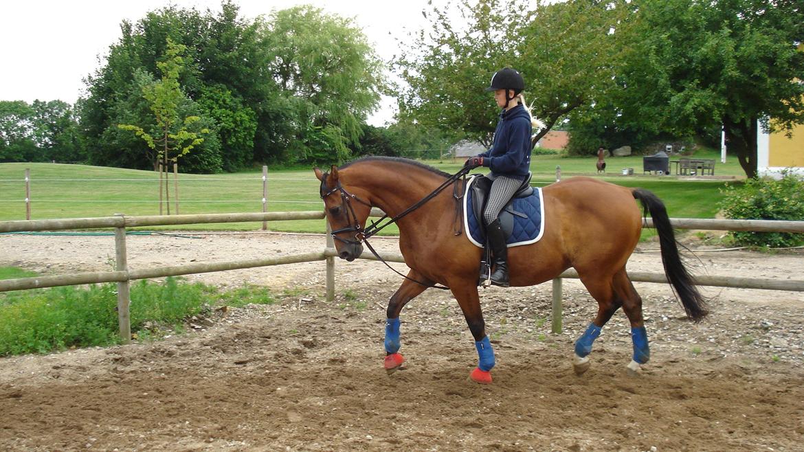 Dansk Varmblod Aladdin M.M •Ladde• billede 4