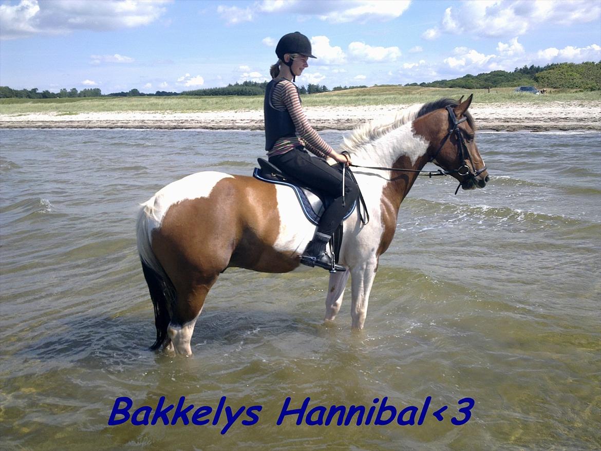 Anden særlig race Bakkelys Hannibal (Solgt) - I will always love you!<3<3 billede 8