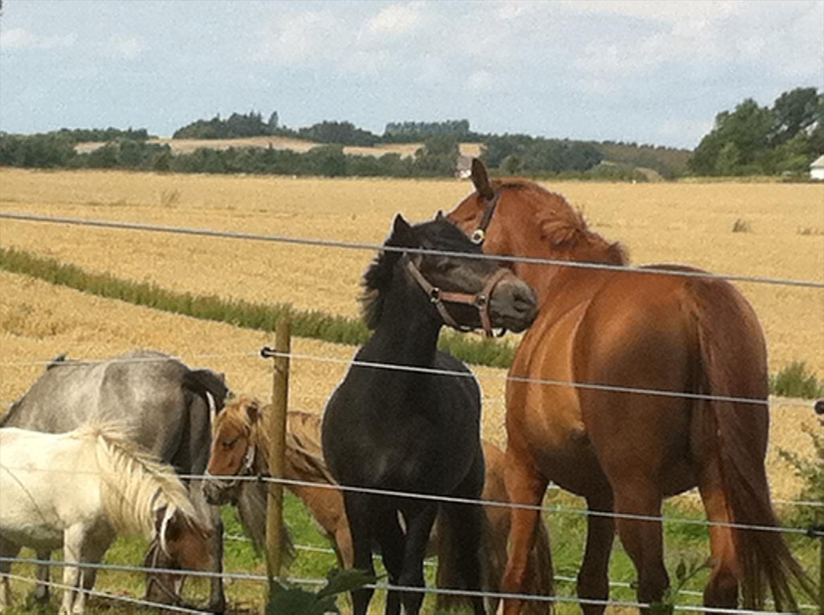 Connemara Pato (PART S Ø GES) billede 3