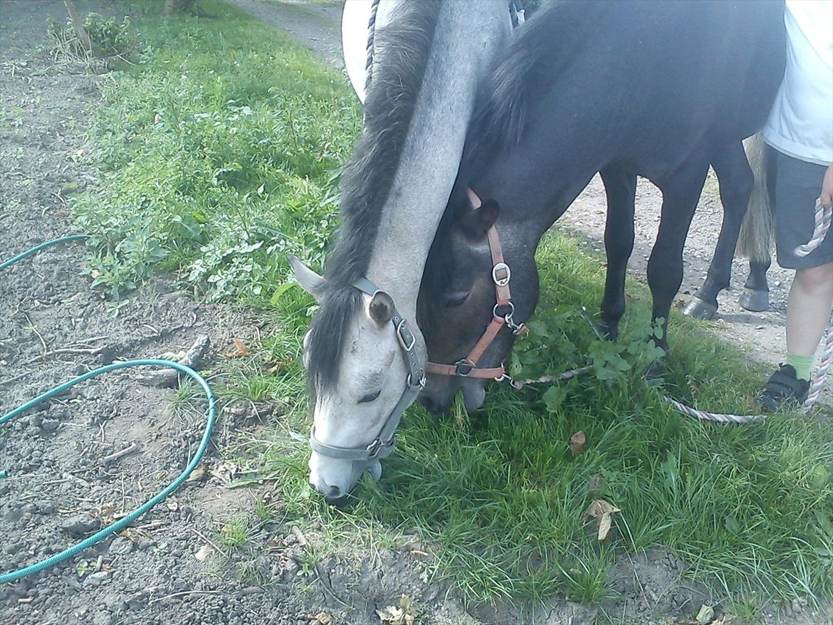 Connemara Pato (PART S Ø GES) billede 5