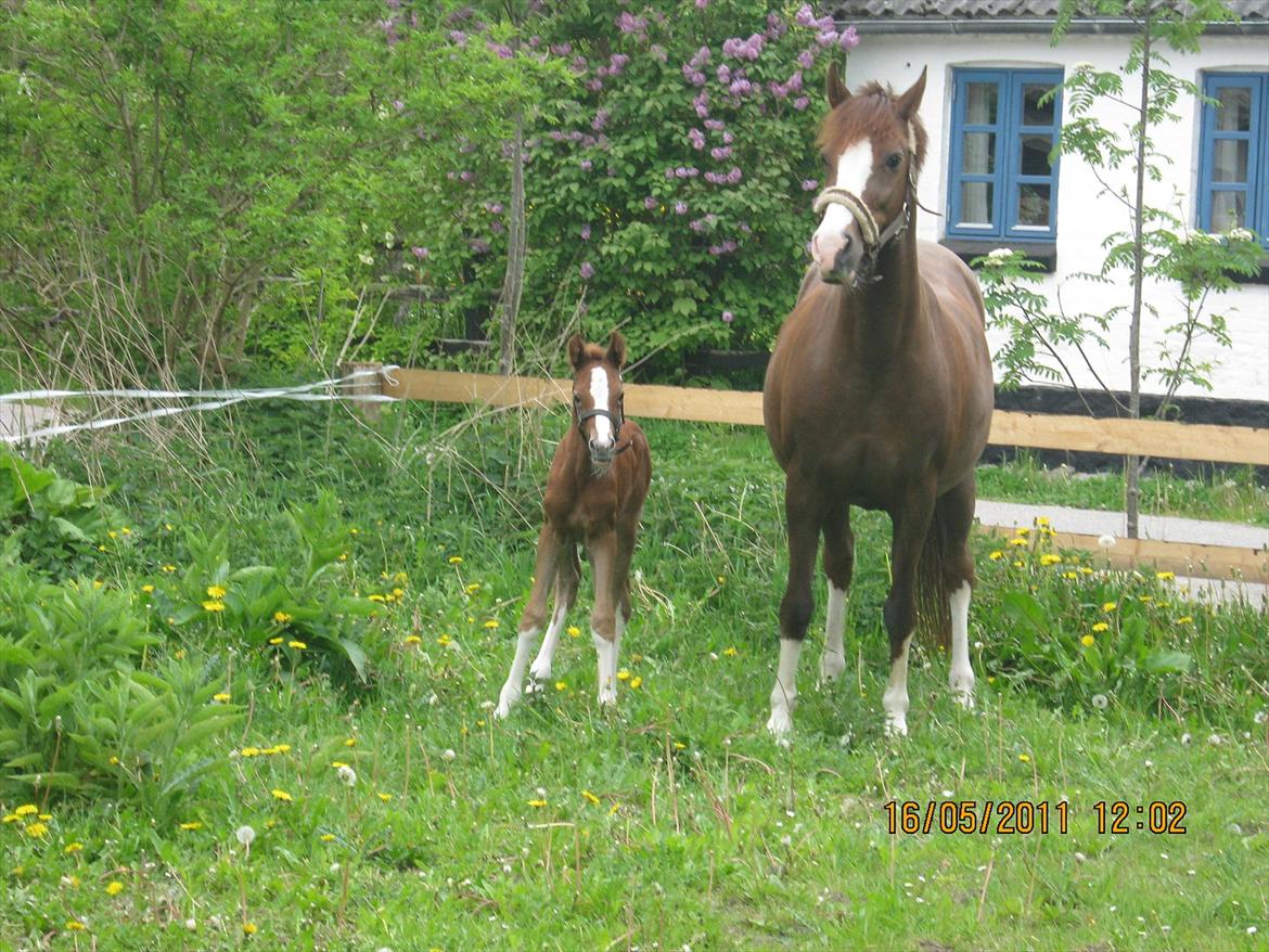 DSP Tikaniki´s Dresscode - På fold for anden gang billede 8