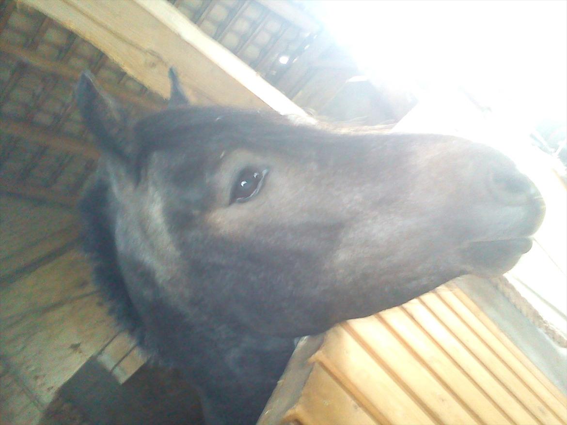 Connemara Pato (PART S Ø GES) billede 7