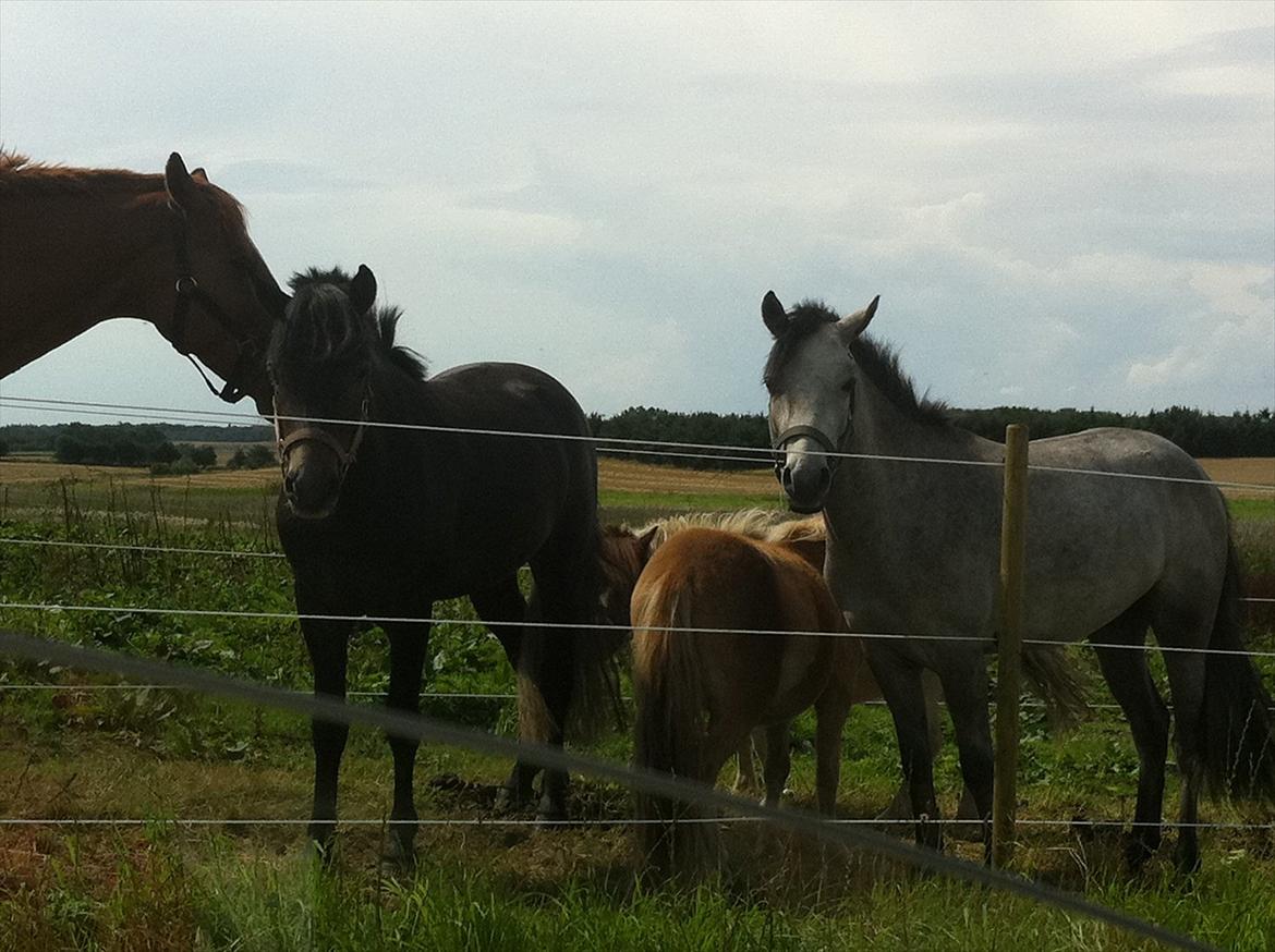 Connemara Pato (PART S Ø GES) billede 8