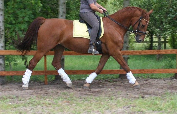 Anden særlig race Hope billede 15