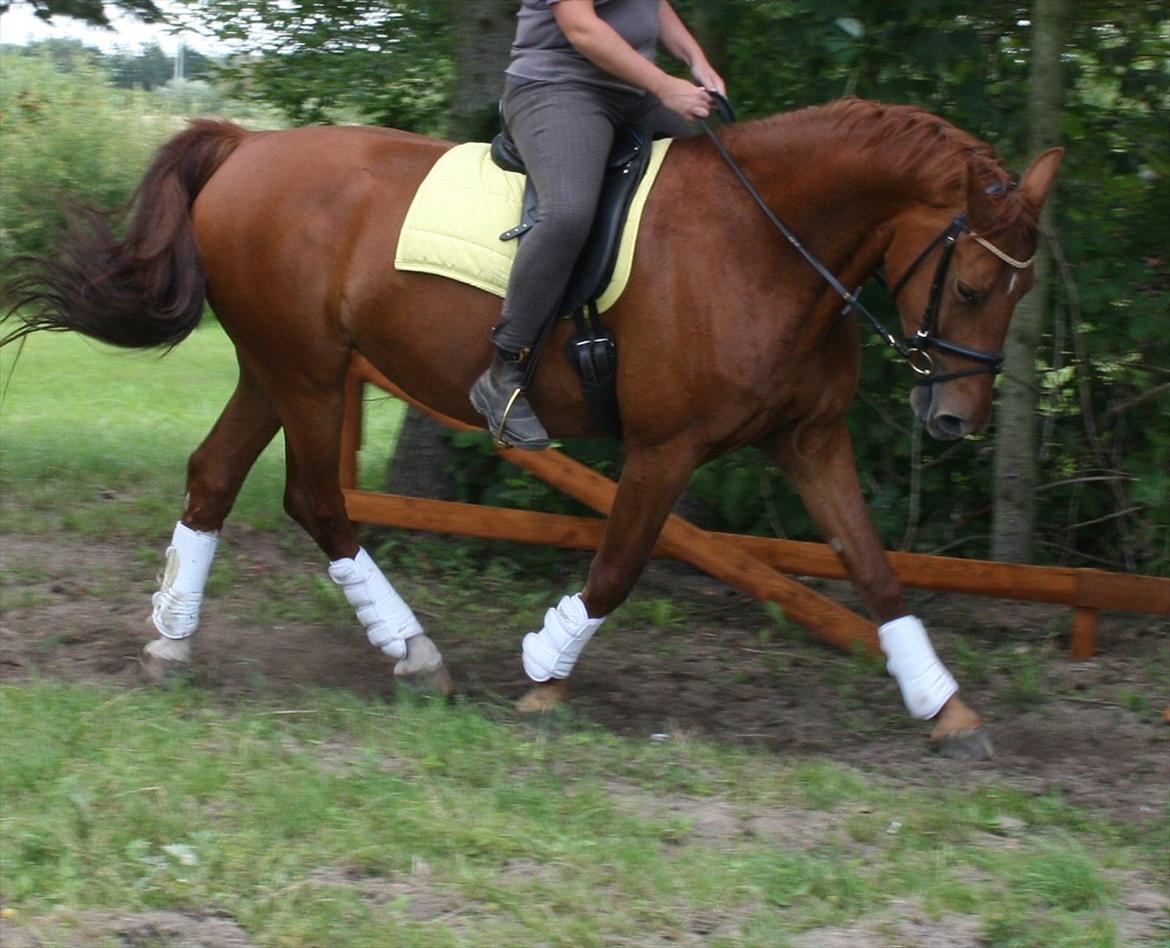 Anden særlig race Hope billede 16
