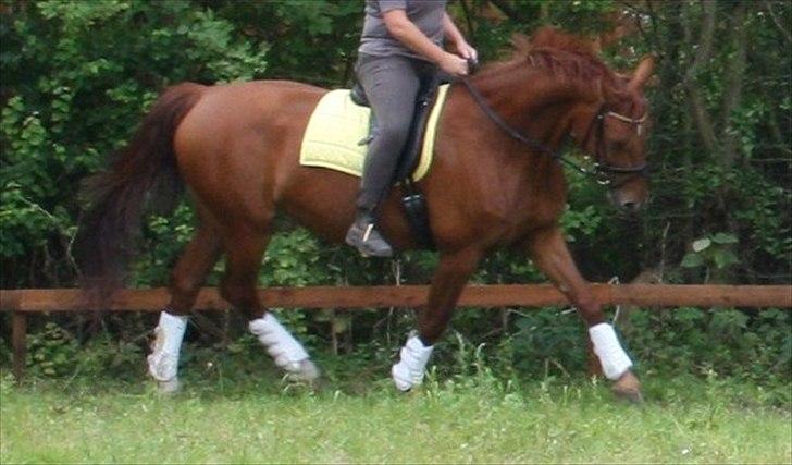 Anden særlig race Hope billede 17