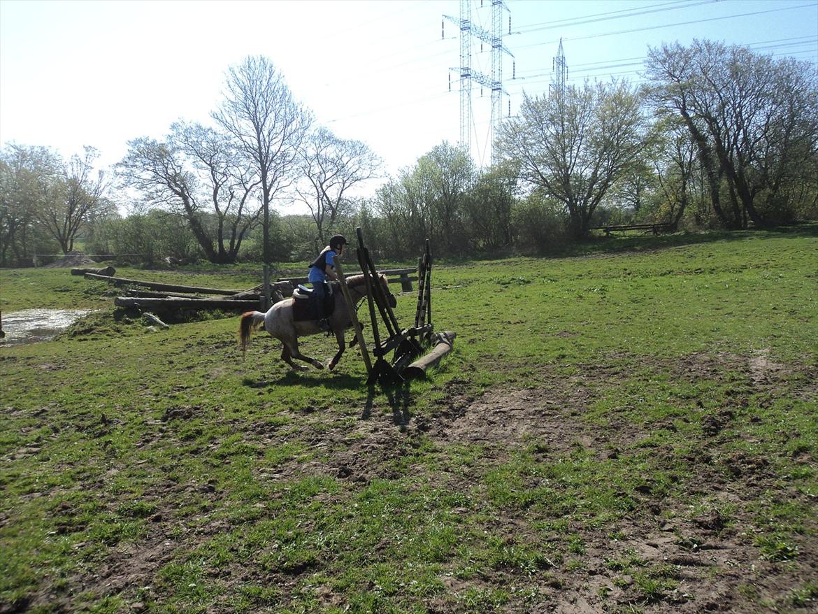 Anden særlig race Flika - til military på sønderskov hun elsker det bare <3 <3 <3  billede 19