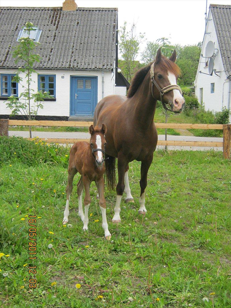 DSP Tikaniki´s Dresscode - Næsten 3 mdr gammel billede 9