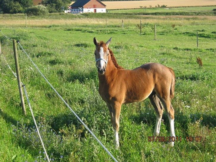 DSP Tikaniki´s Dresscode - Næsten 3 mdr gammel billede 10