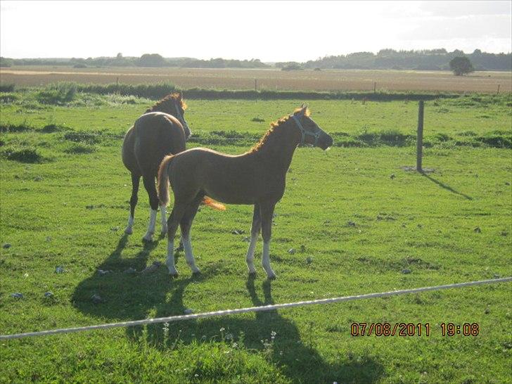 DSP Tikaniki´s Dresscode - Næsten 3 mdr gammel og lige kommet hjem efter en hård tur til følskue :) billede 11