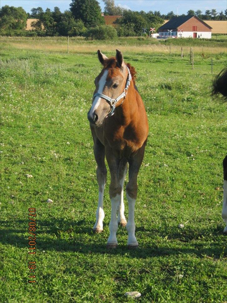 DSP Tikaniki´s Dresscode - Næsten 3 mdr gammel og er meget nysgerig :) billede 12