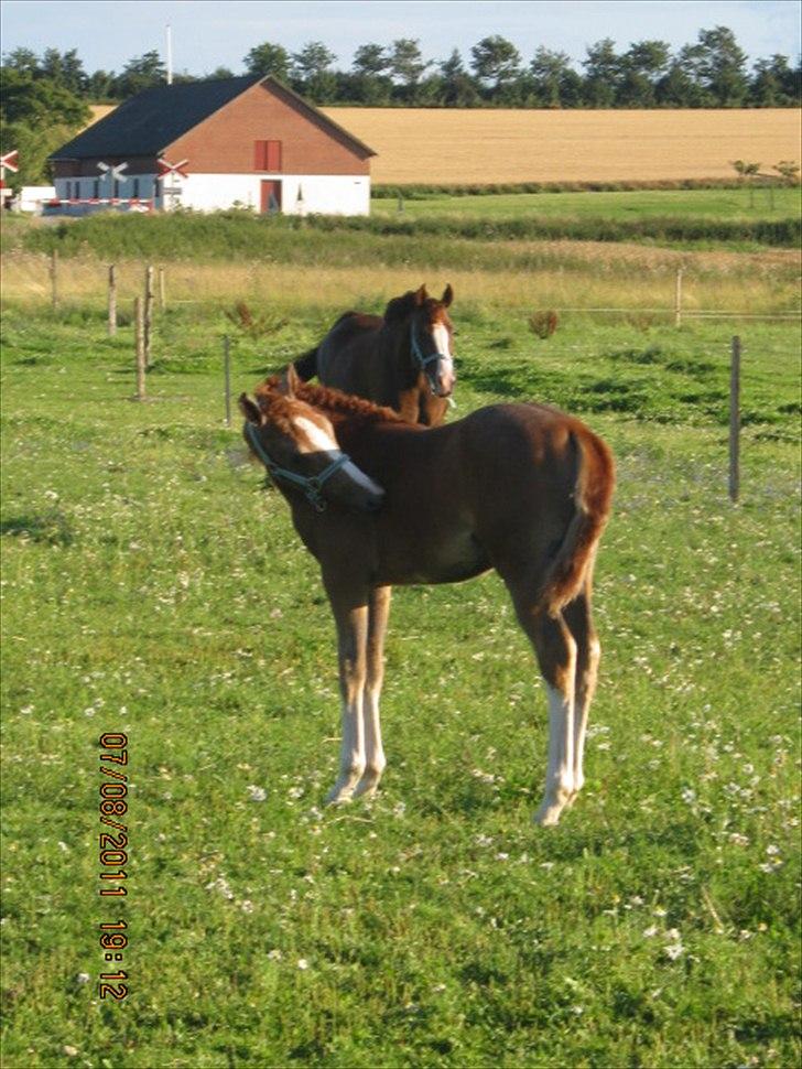 DSP Tikaniki´s Dresscode billede 14