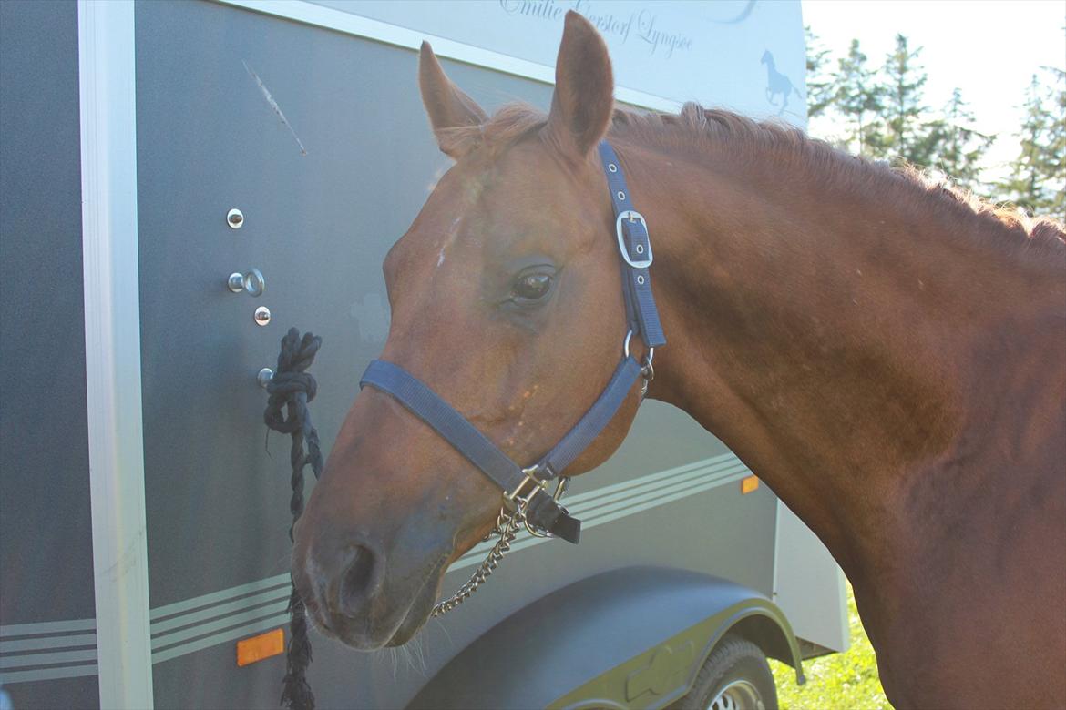 DSP Golden Empire - sydjysk 11'
 billede 19