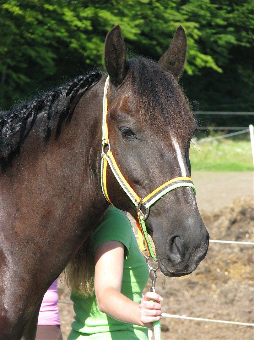 Welsh Partbred (Sec F) Chili´s Zappa billede 5