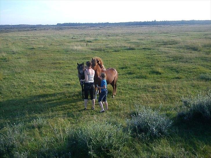 Islænder Lukas Vetur..solgt billede 12