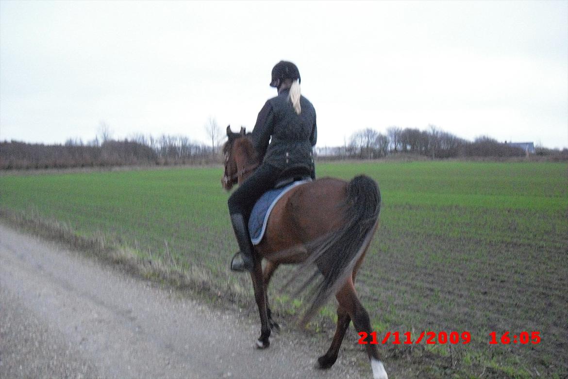 Arabisk fuldblod (OX) Lady Santana - 2 gang oppe på Santana  billede 14