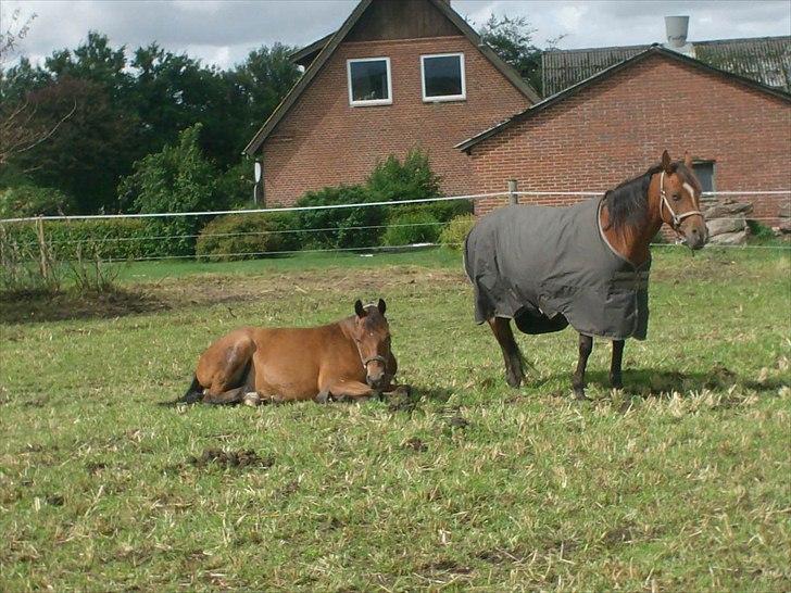 Arabisk fuldblod (OX) Lady Santana - Foler snart!!!! billede 15