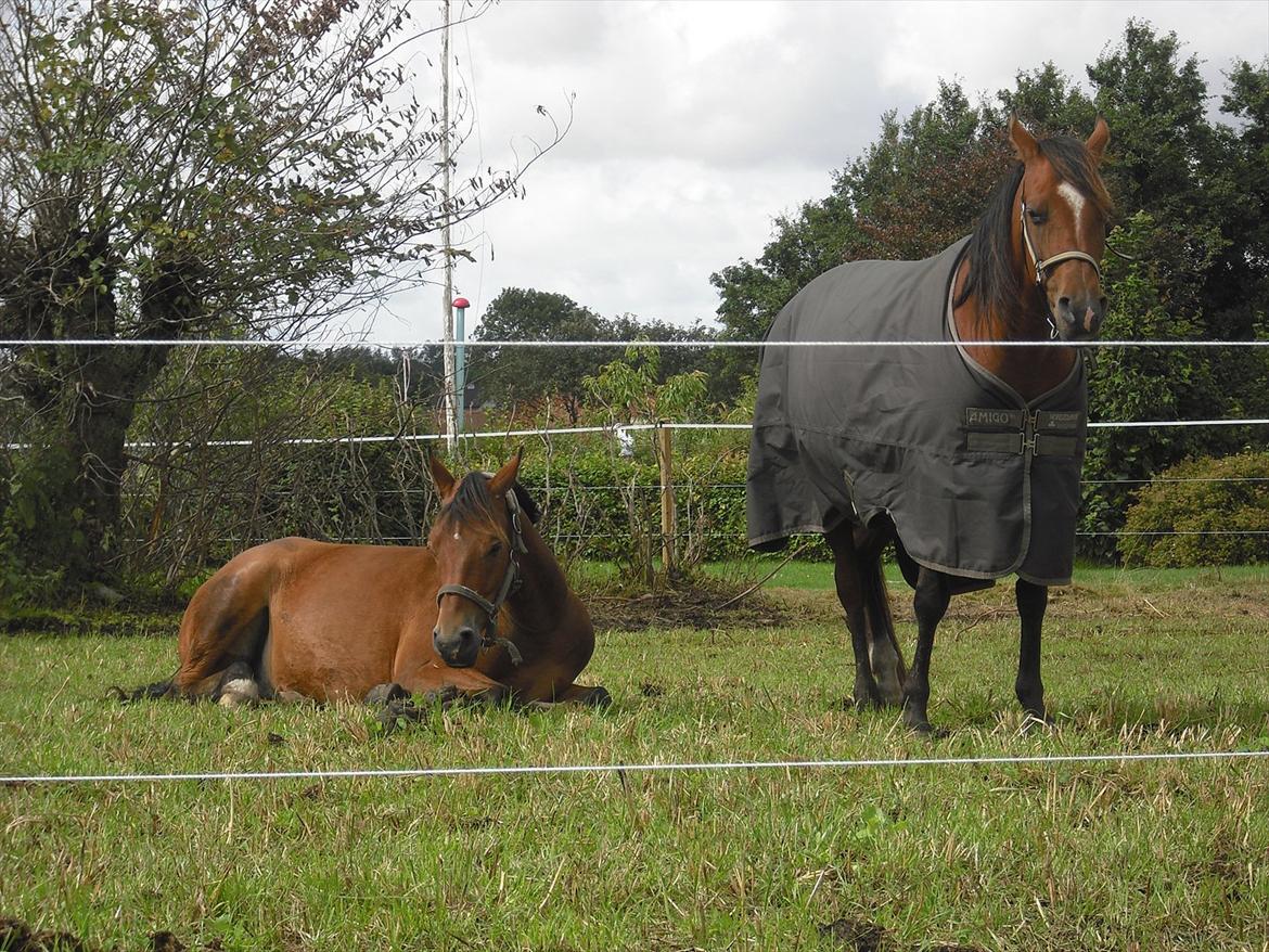 Arabisk fuldblod (OX) Lady Santana - Satana få dage inden foling (: billede 16