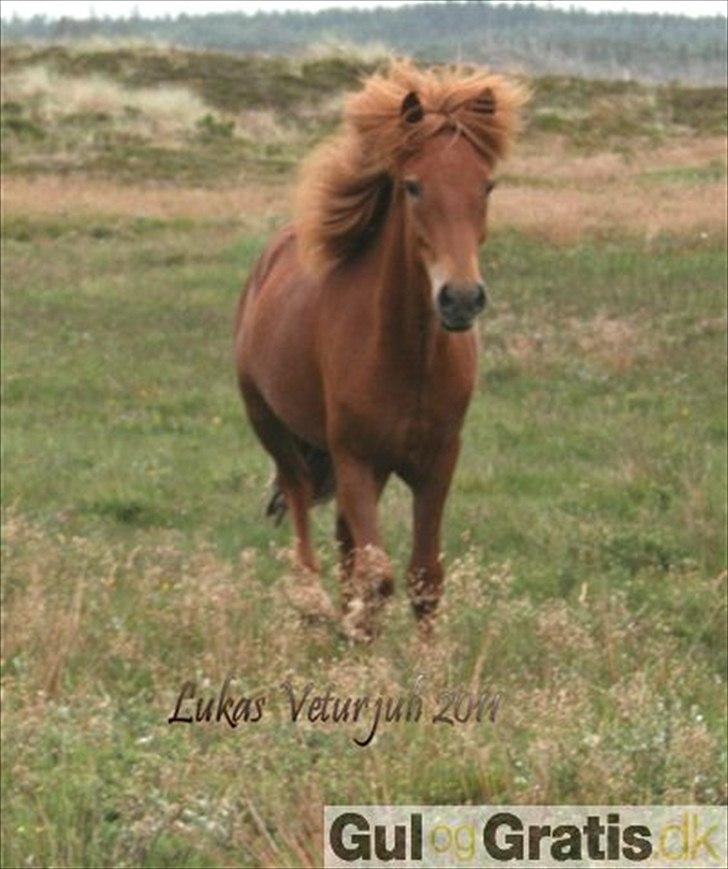 Islænder Lukas Vetur..solgt - foto fra juli aug 2011 billede 1