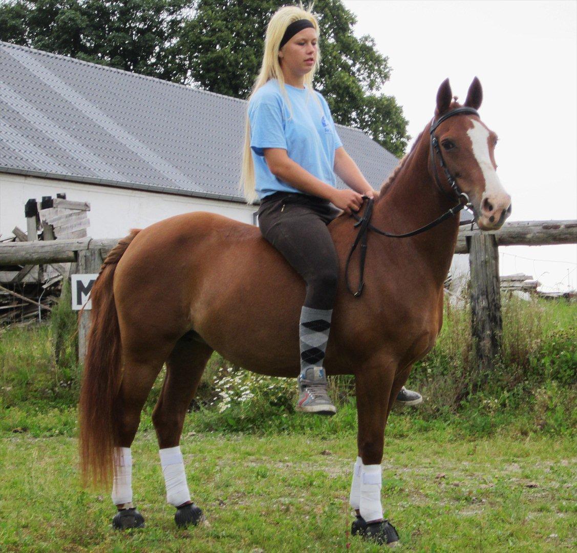 Belgisk Sportspony Winny [Solgt] billede 7