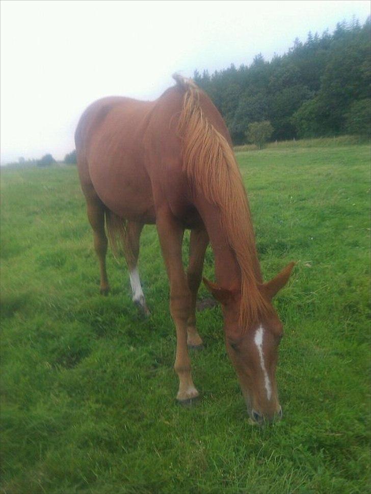 Dansk Varmblod Fjordglimts Robin Hood *SOLGT* - *NYT* 7. august 2011
Det skulle tage langt over et år før du blev dig selv igen. Nu bevæger du dig på folden igen, du spiser normalt og du er glad igen. på tidspunkter tvivlede jeg på om du kunne redes og om sårene var for dybe og nu er de ikke andet en  billede 20