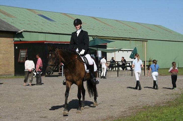 New Forest Holmens Kazai - i jetsmark :) billede 11