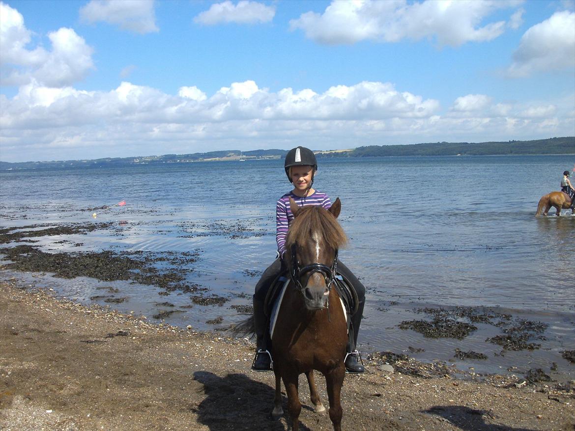 Welsh Pony (sec B) BKR's Sebastian - ved stranden:) billede 6