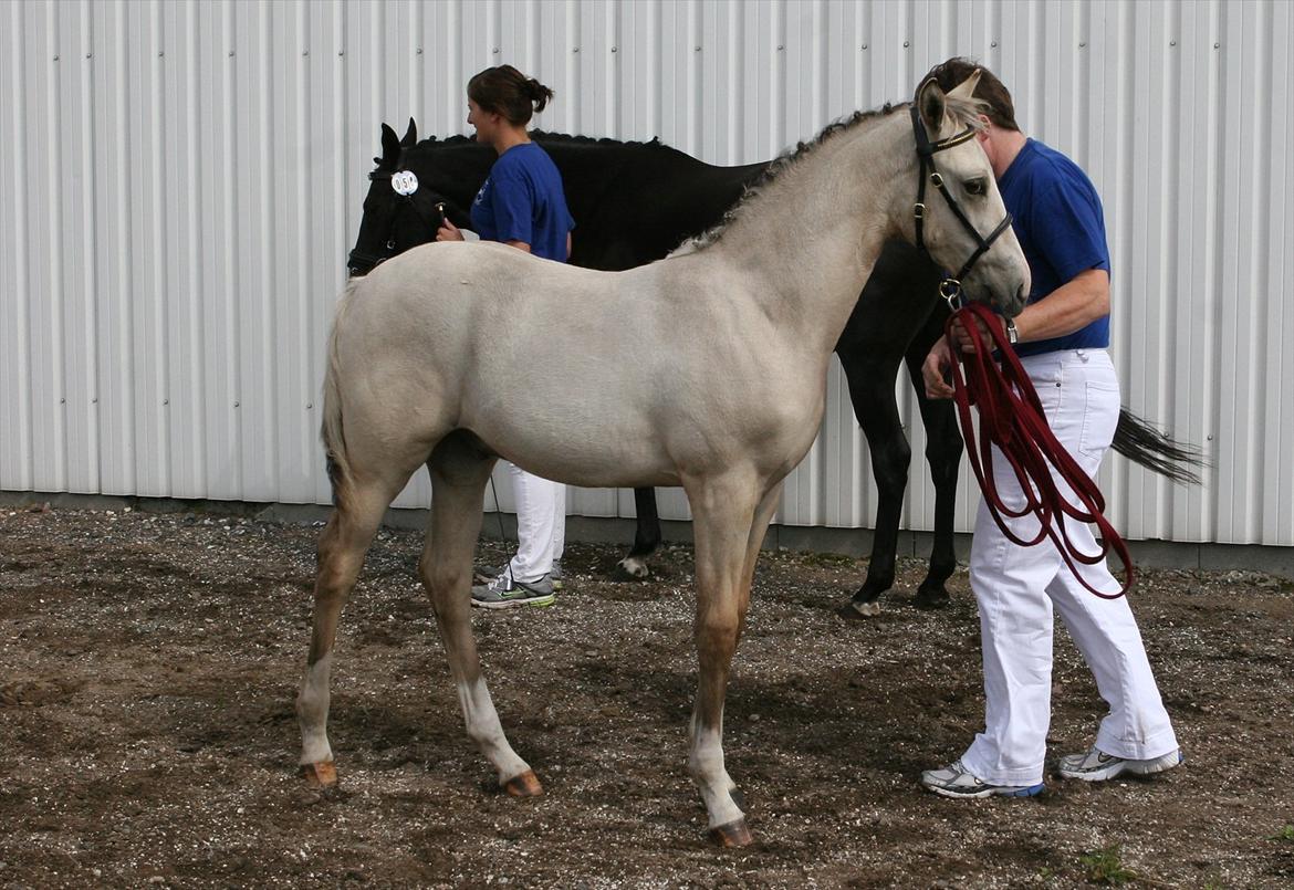 DSP Lykkebo Comet - Comet til Følskue i Hjallerup d.07.08.11, udtaget til Eliteskue billede 12