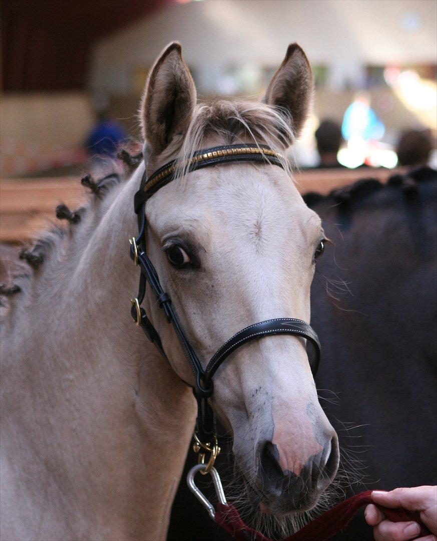 DSP Lykkebo Comet billede 13