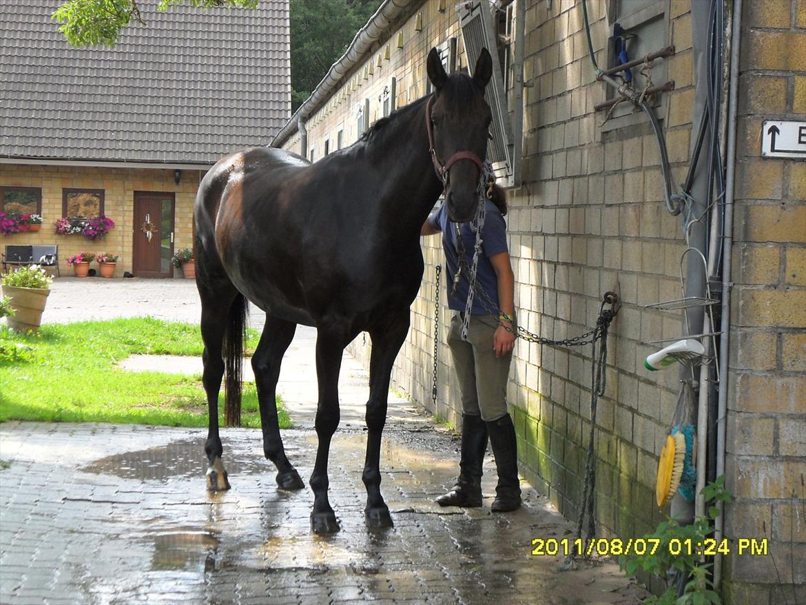 Holstener Iris Von Harknag Solgt :( - Iris i Tyskland hos beridderen d. 07/08-2011 billede 5