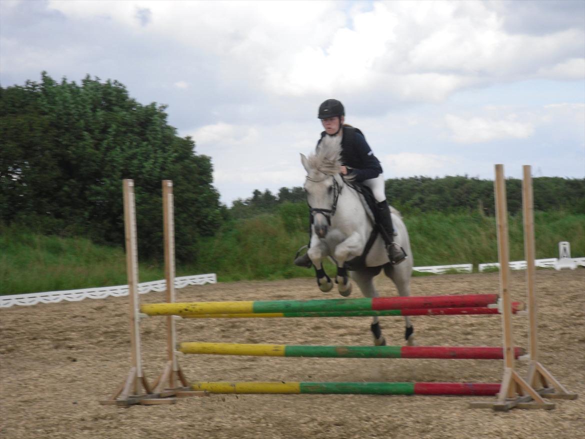 Welsh Partbred (Sec F) Zafir - Zafir på opvarmningen til ddhs stævne d. 06-08-2011 billede 15