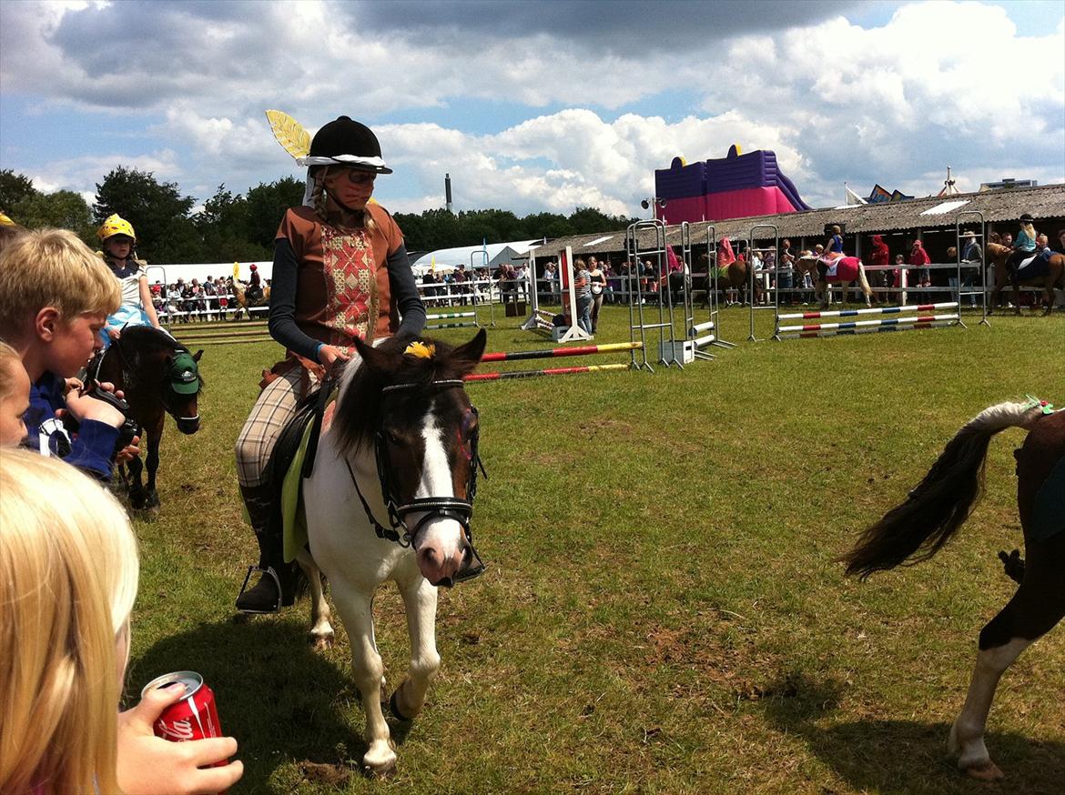 Anden særlig race Plet...<33 - dyreskue kustyme spring billede 6